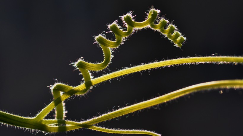 植物藤蔓图片(6张)