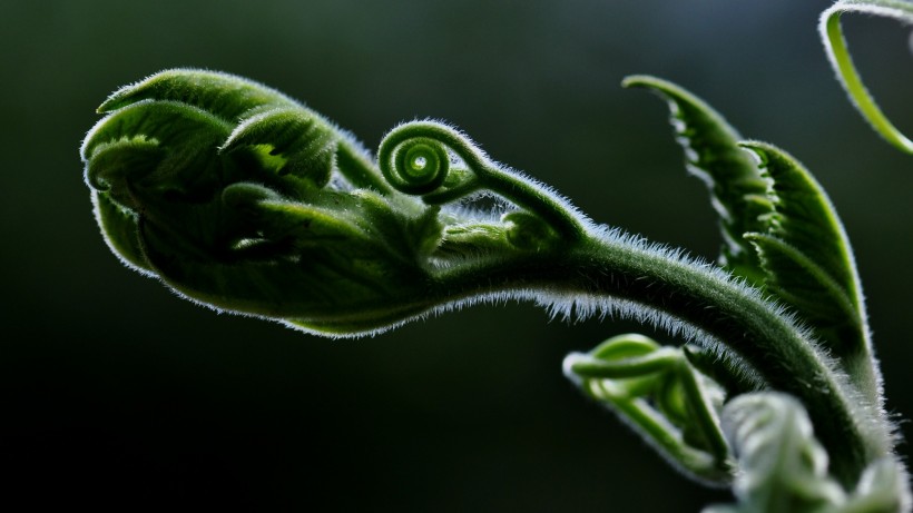 藤蔓植物图片(10张)
