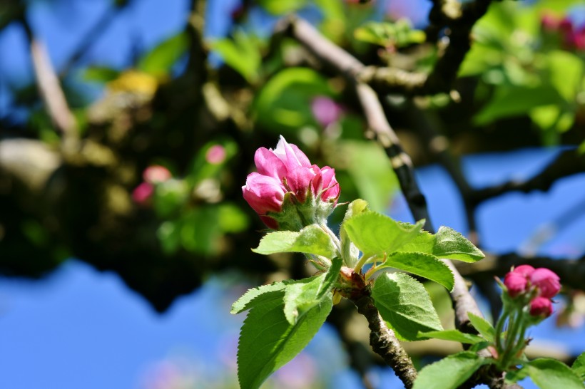 盛开的苹果花图片(9张)