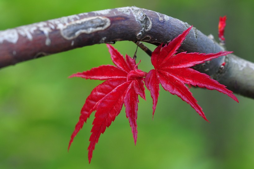 枫叶图片(13张)