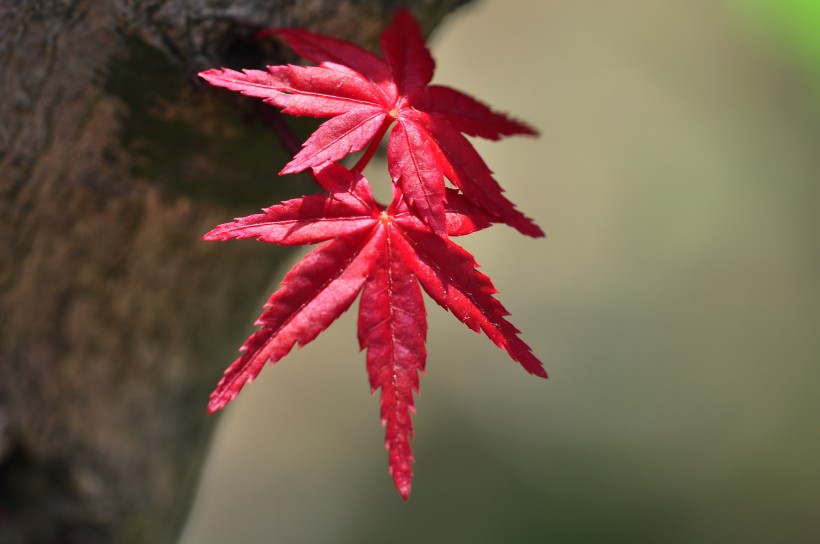 红色枫叶图片(14张)