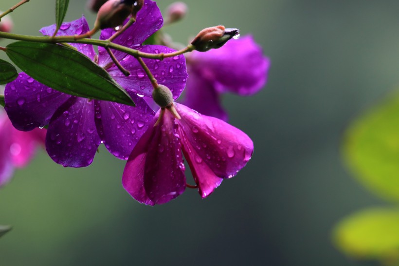 紫花野牡丹图片(11张)