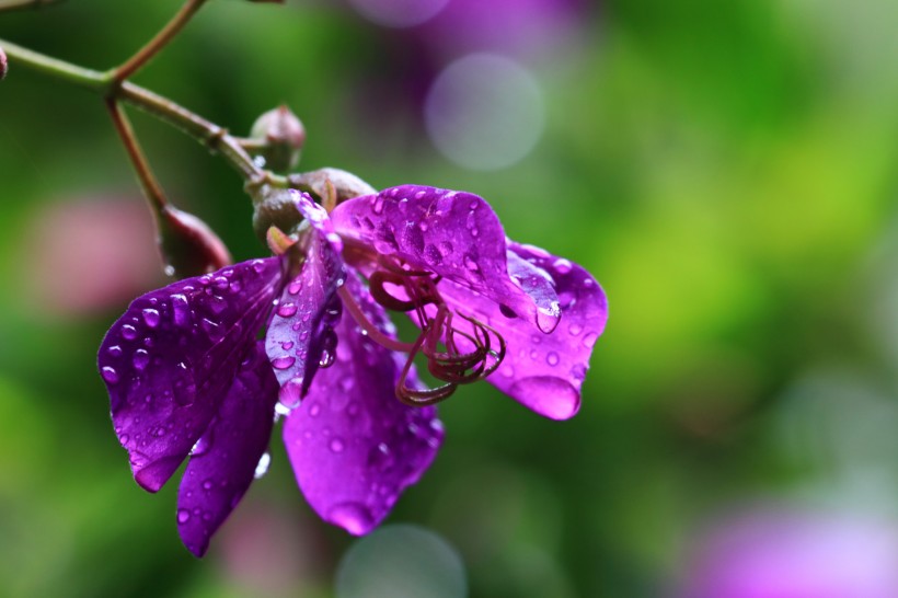 紫花野牡丹图片(11张)