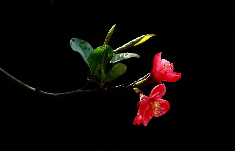 红色贴梗海棠图片(9张)