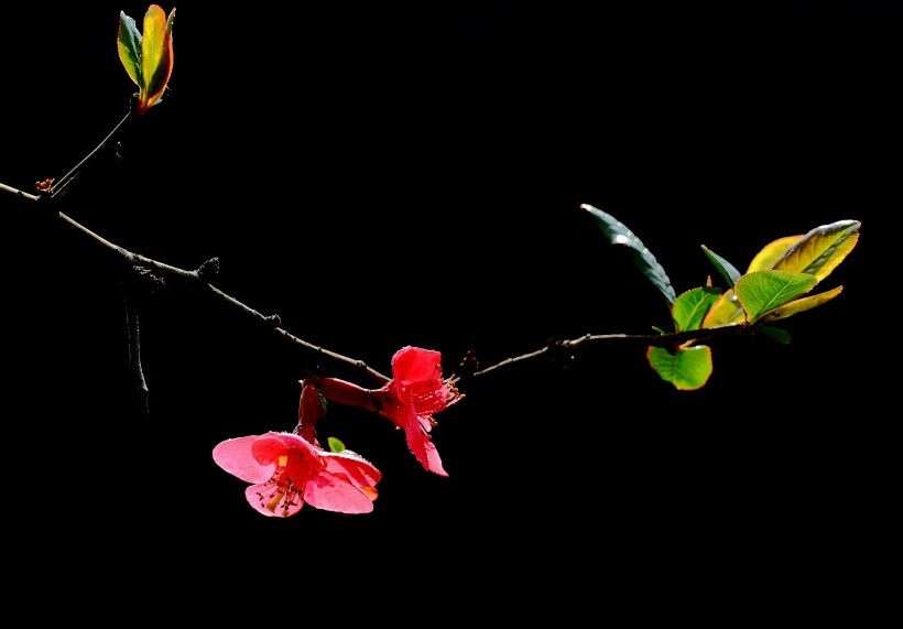 鲜艳美丽的贴梗海棠花卉图片(10张)