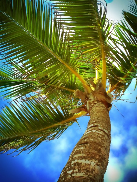 挺拔的的椰树图片(15张)