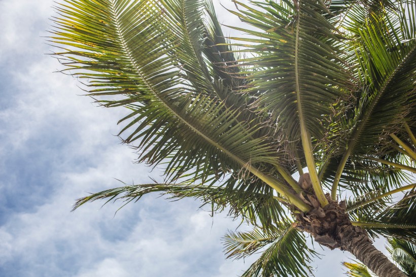 挺拔的的椰树图片(15张)