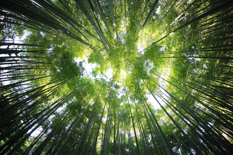 挺拔的竹子图片(11张)