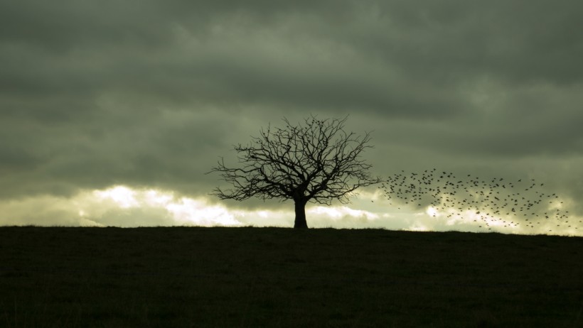 一棵孤单的树图片(7张)