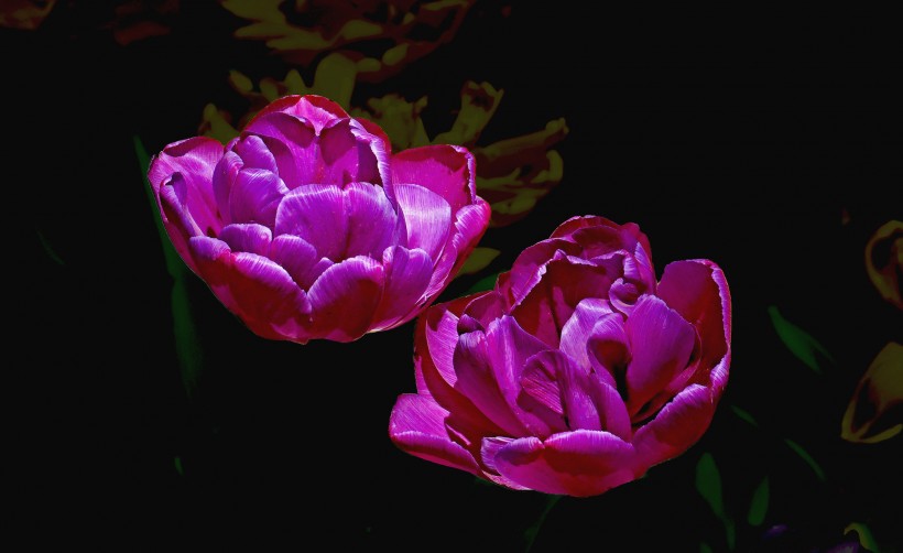 色彩鲜艳的郁金香花卉图片(12张)