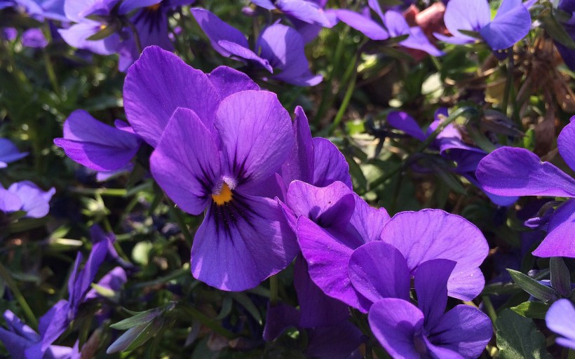 紫色三色堇图片(8张)