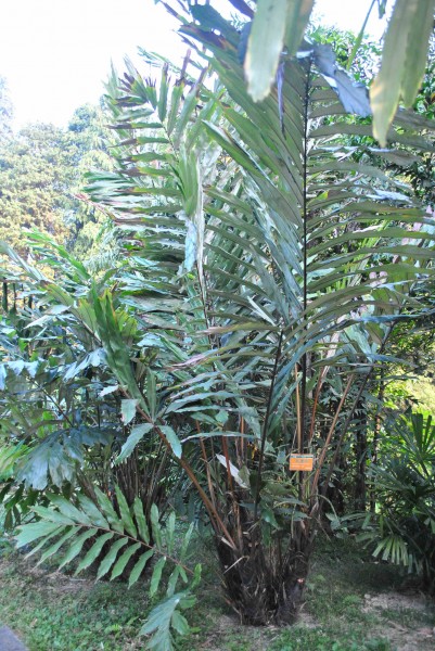 瓦理棕植物图片(2张)