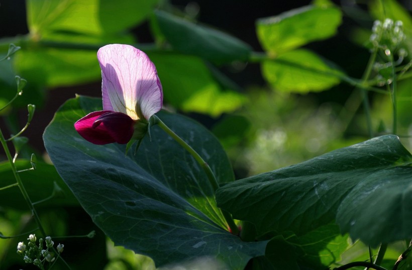 紫色的豌豆花图片(5张)
