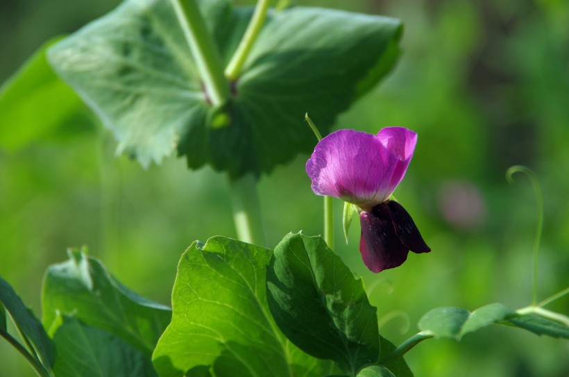 紫色的豌豆花图片(5张)