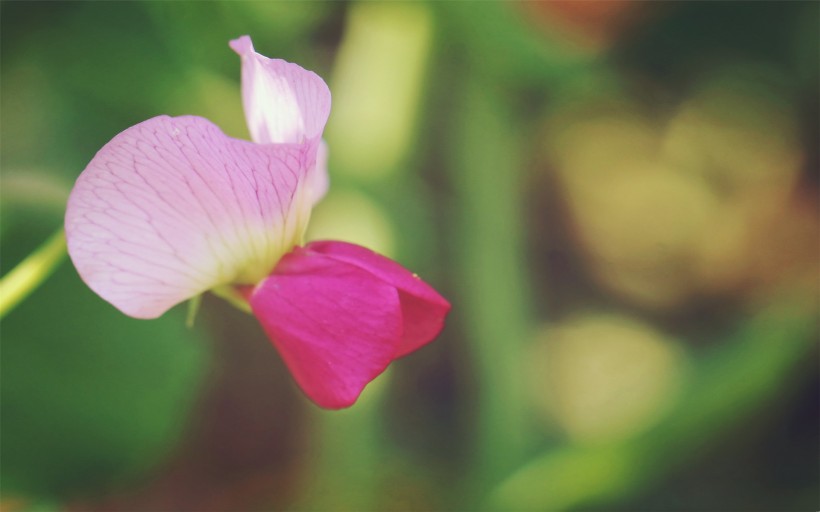 豌豆角花朵图片(6张)