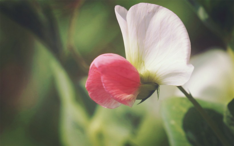 豌豆角花朵图片(6张)