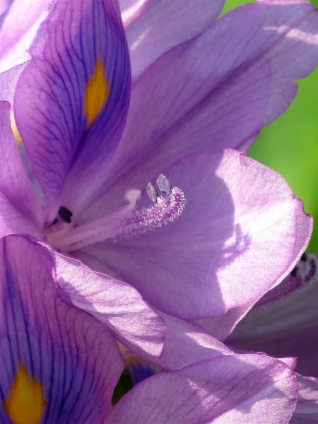 紫色水葫芦图片(8张)