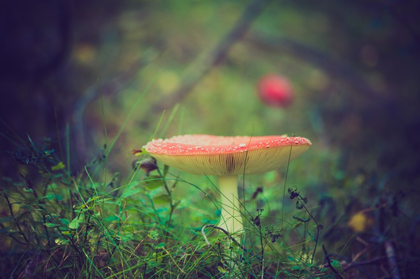 未采摘的蘑菇图片(13张)