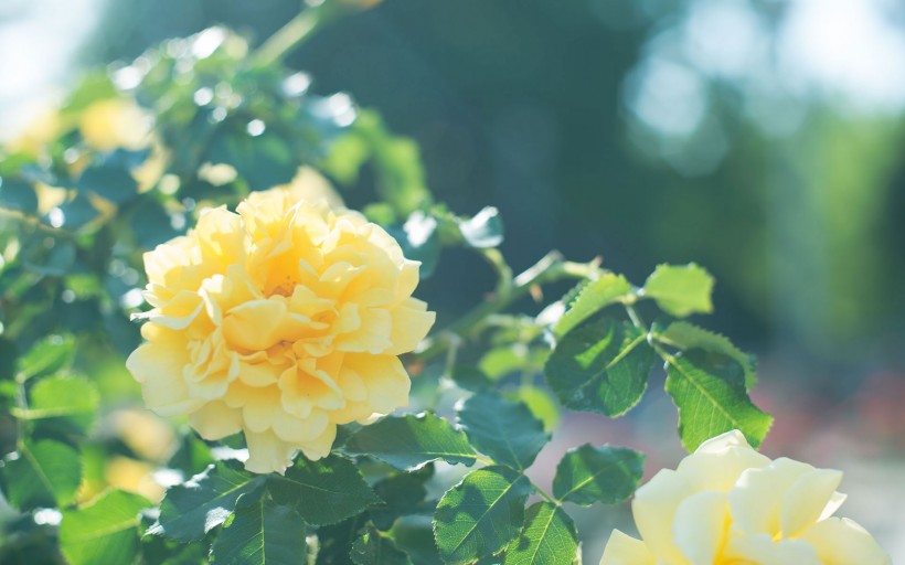 唯美的蔷薇花图片(7张)