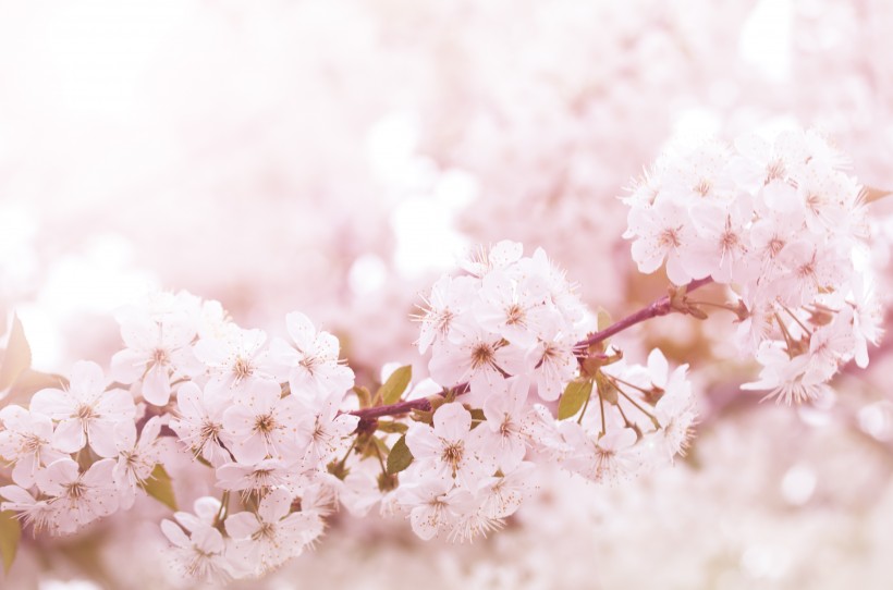 唯美的樱花图片(12张)