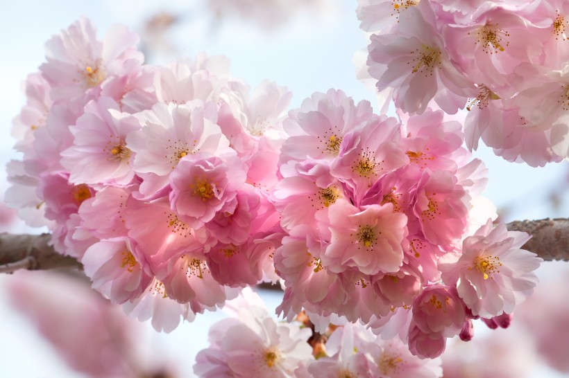 唯美的樱花景色图片(8张)