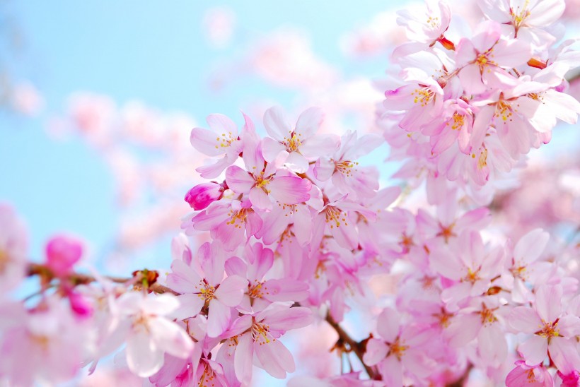 唯美的樱花图片(12张)