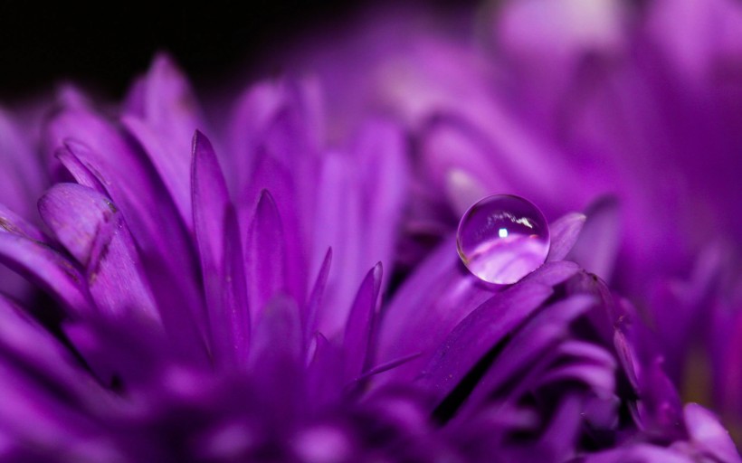 唯美花朵雨滴图片(9张)