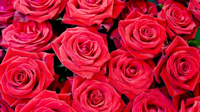 唯美玫瑰花图片(8张)