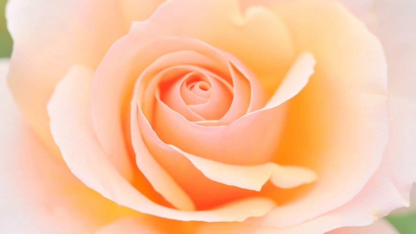唯美玫瑰花图片(8张)