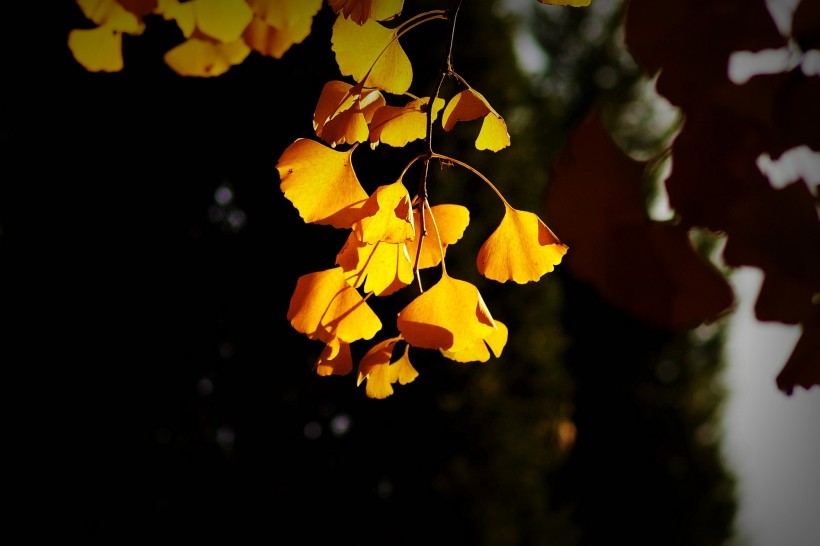 唯美深秋树叶图片(8张)