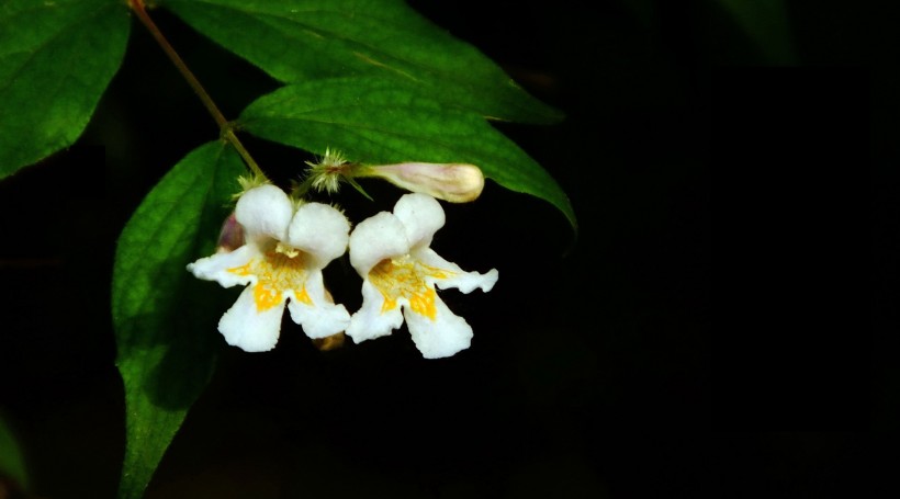花团锦簇的猬实图片(10张)
