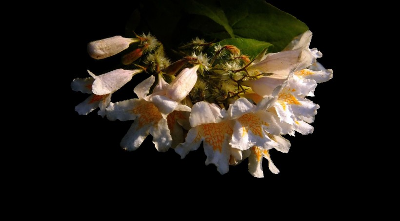 花团锦簇的猬实图片(10张)