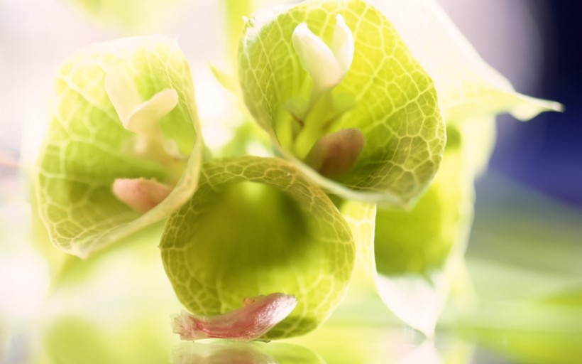 植物花卉微距摄影图片(40张)