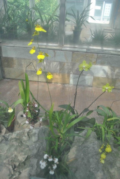 文心兰植物图片(6张)