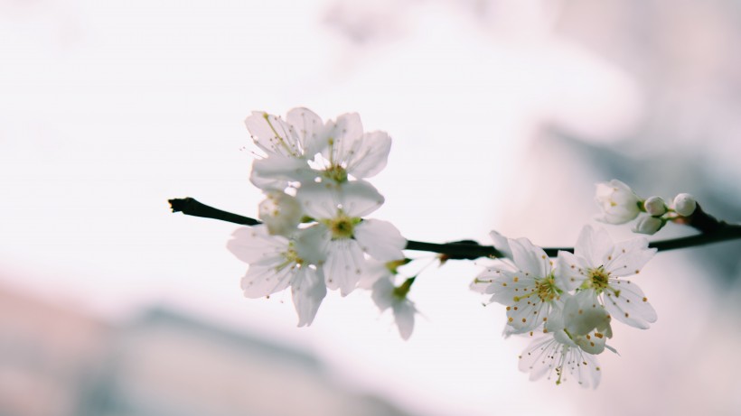 香气扑鼻的白梅花图片(12张)
