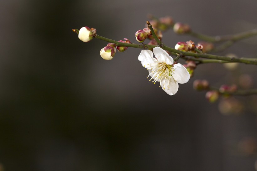 香气扑鼻的白梅花图片(12张)