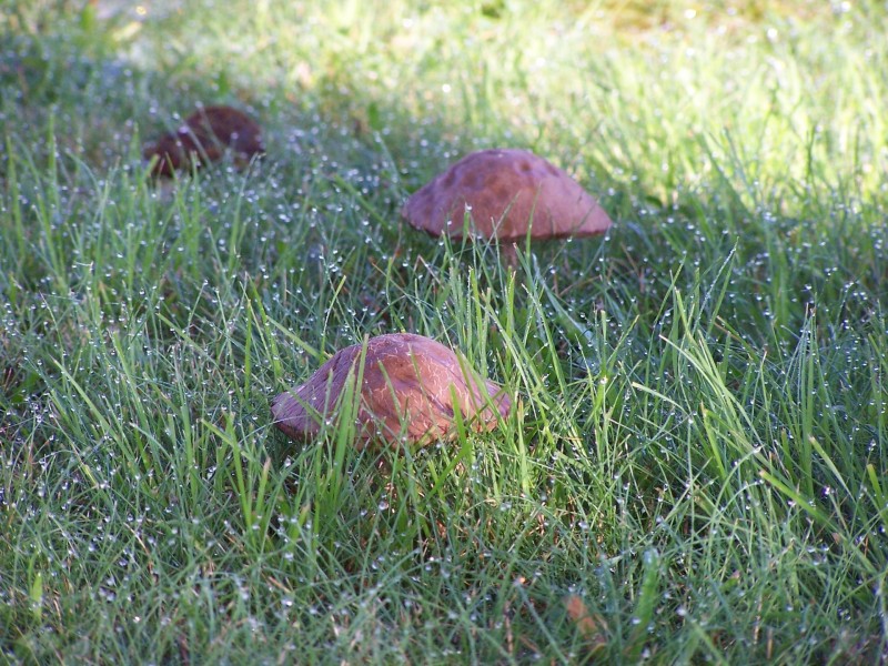 野生蘑菇图片(10张)