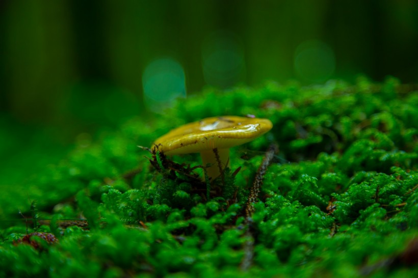 野生蘑菇图片(10张)