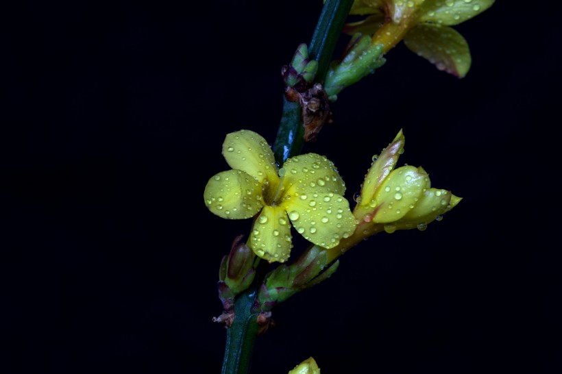 迎春花图片(10张)