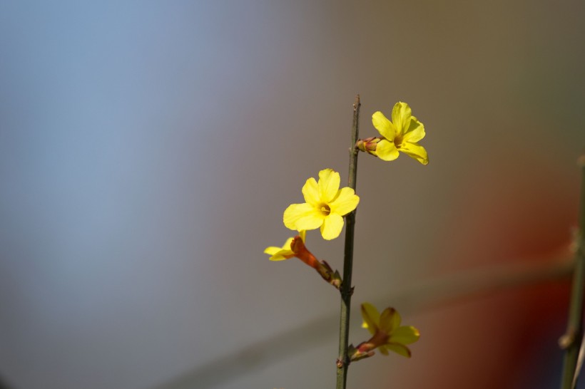 迎春花图片(10张)