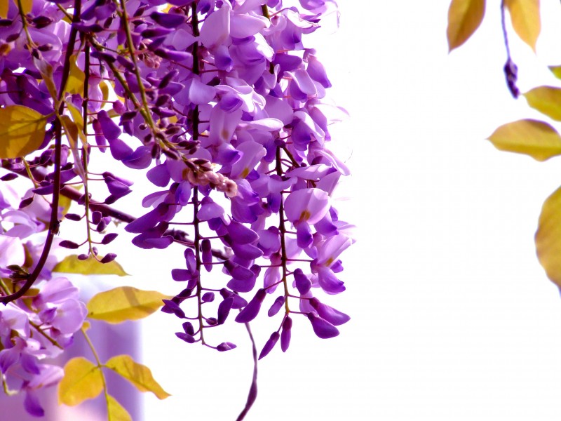 秀丽的紫藤花图片(17张)