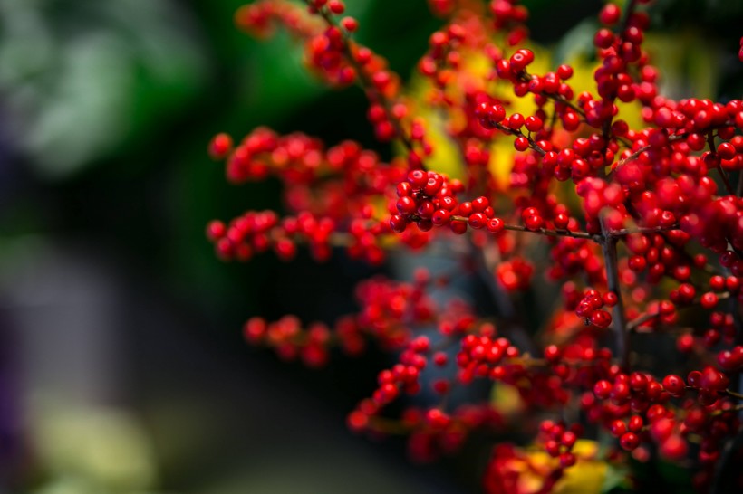 五颜六色的鲜花图片(10张)