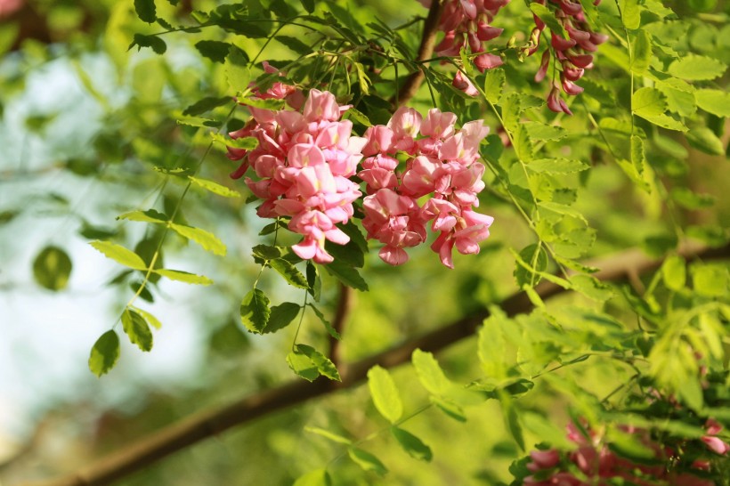 紫色香花槐图片(9张)