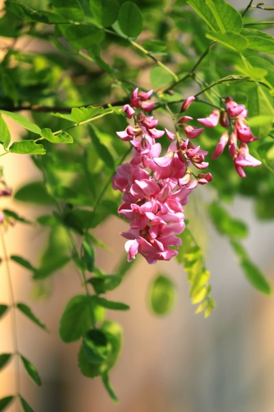 紫色香花槐图片(9张)