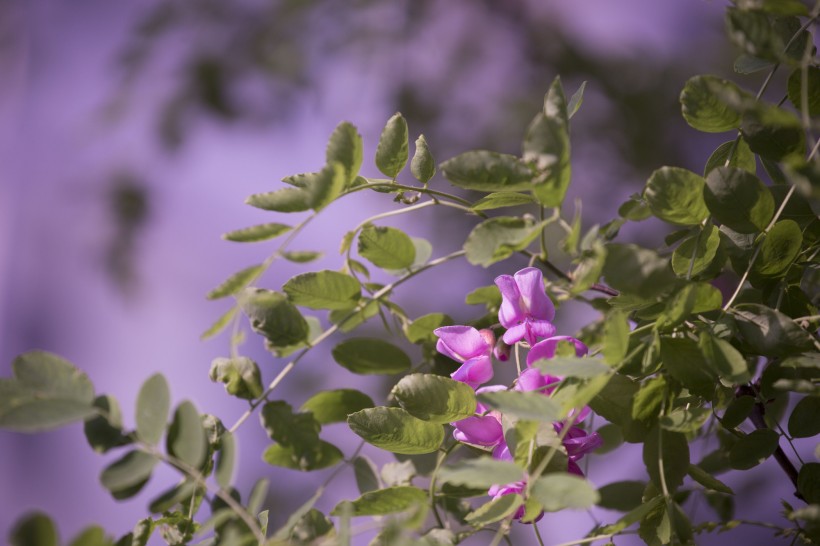 紫色香花槐图片(9张)