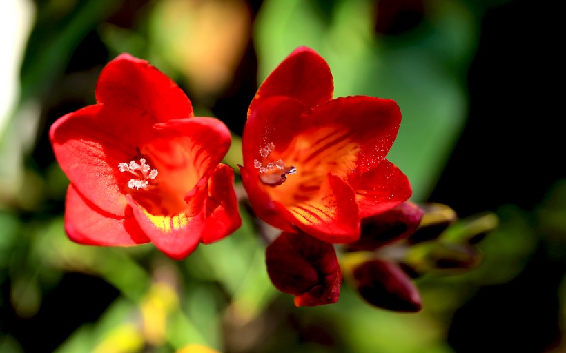 香雪兰花苞图片(10张)