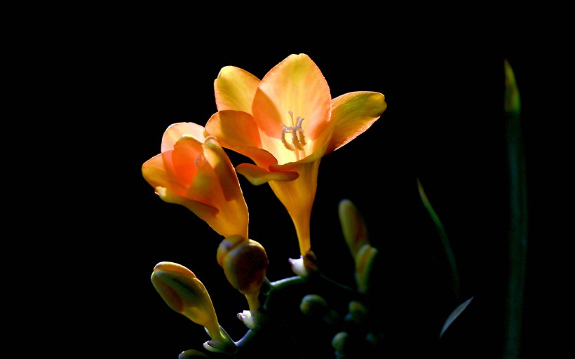 香雪兰花苞图片(10张)