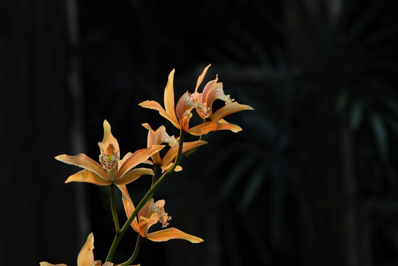 象牙虎头兰花卉图片(8张)