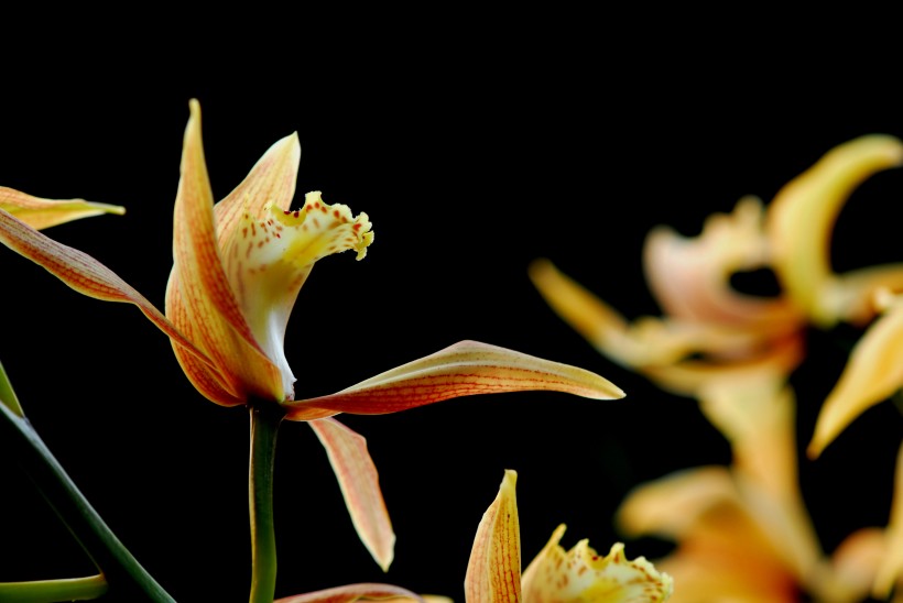 象牙虎头兰花卉图片(8张)