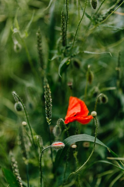 一片鲜红的罂粟花图片(12张)